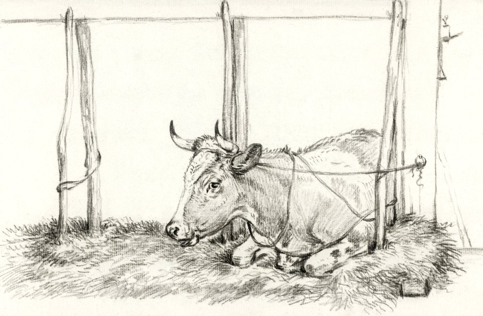 Lying cow by Jean Bernard (1775-1883).