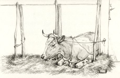 Lying cow by Jean Bernard (1775-1883).