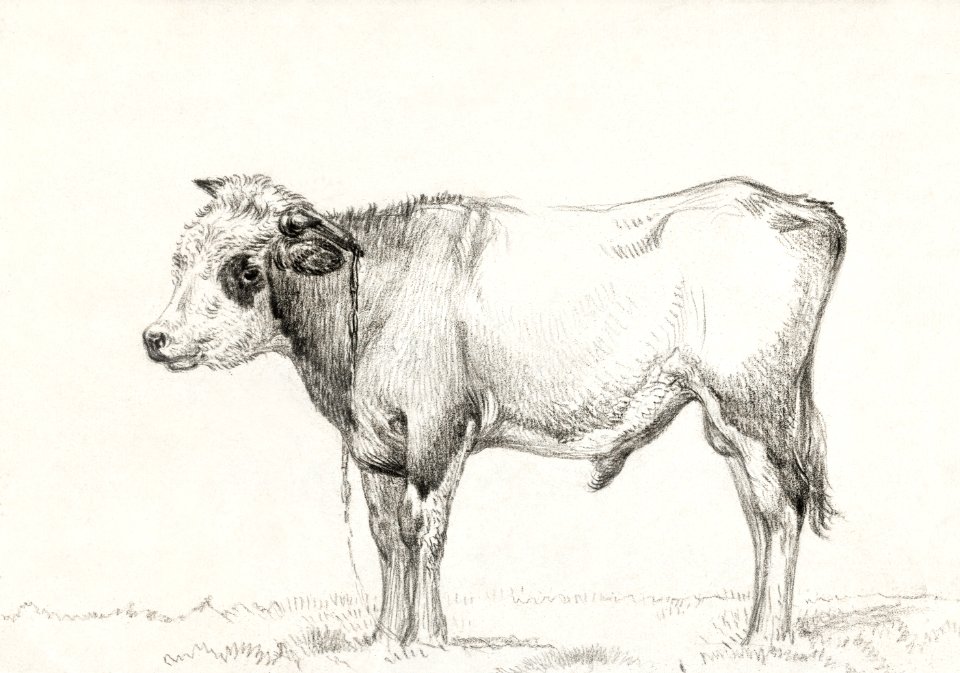 Standing young bull by Jean Bernard (1775-1883).