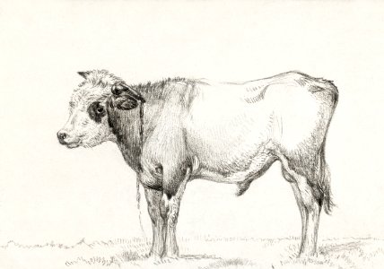 Standing young bull by Jean Bernard (1775-1883).. Free illustration for personal and commercial use.