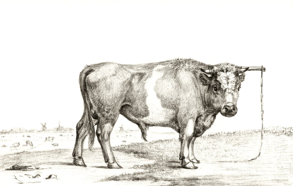 Standing bull by Jean Bernard (1775-1883).