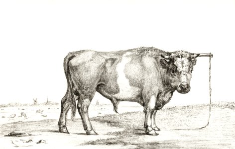 Standing bull by Jean Bernard (1775-1883).. Free illustration for personal and commercial use.