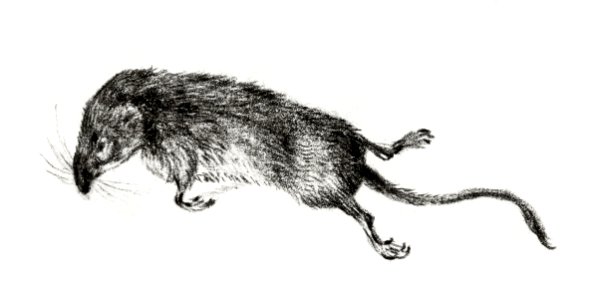 Death mouse (1822) by Jean Bernard (1775-1883).. Free illustration for personal and commercial use.