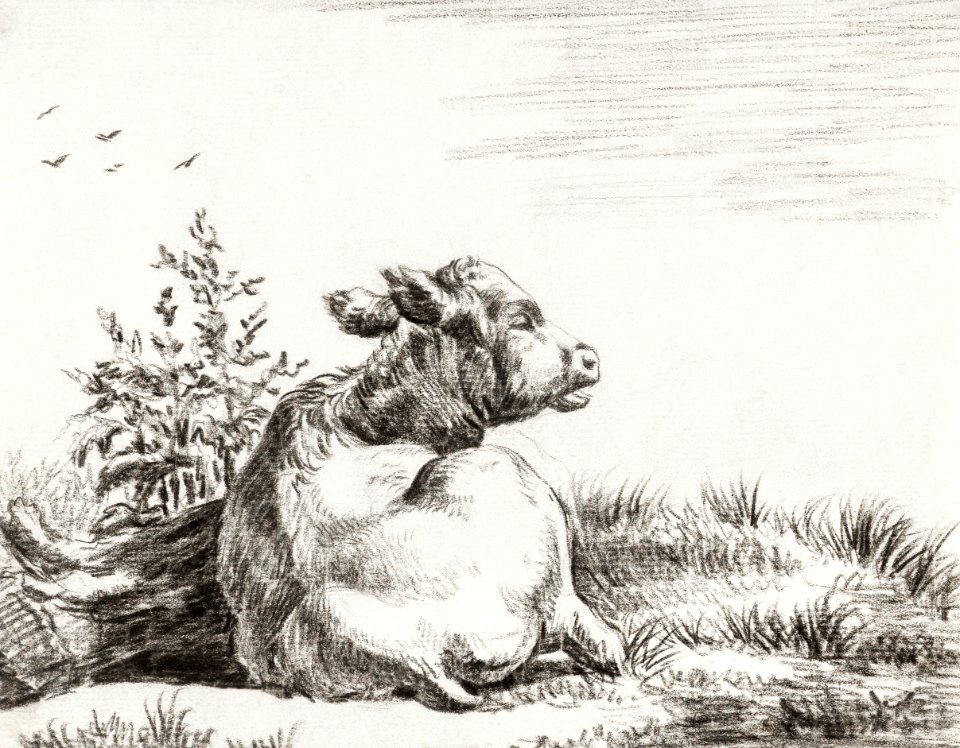 Lying cow by Jean Bernard (1775-1883).