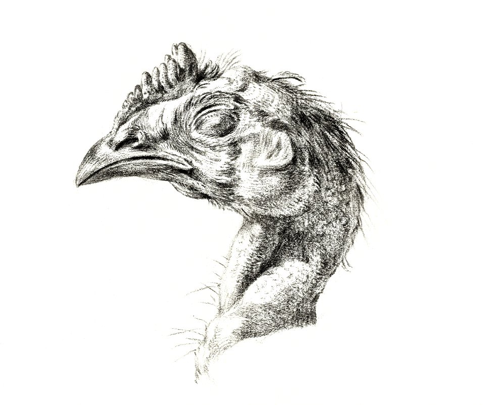 Head of a dead chicken by Jean Bernard (1775-1883).