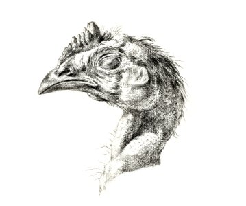 Head of a dead chicken by Jean Bernard (1775-1883).. Free illustration for personal and commercial use.