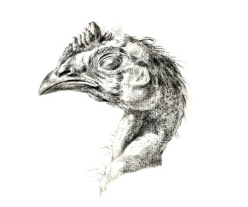 Head of a dead chicken by Jean Bernard (1775-1883).