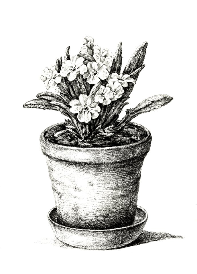 Potted plant (1824) by Jean Bernard (1775-1883).