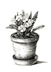 Potted plant (1824) by Jean Bernard (1775-1883).. Free illustration for personal and commercial use.