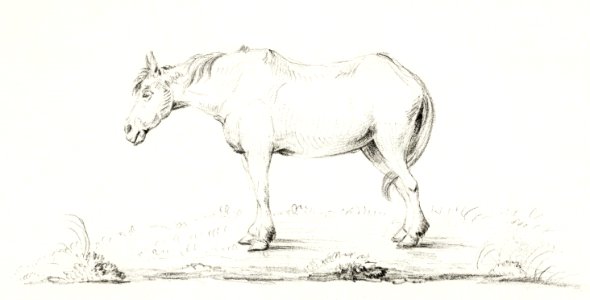 Standing horse by Jean Bernard (1775-1883).. Free illustration for personal and commercial use.
