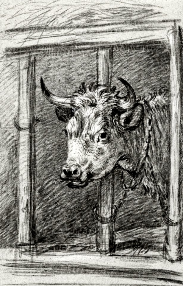 Head of a cow by Jean Bernard (1775-1883).