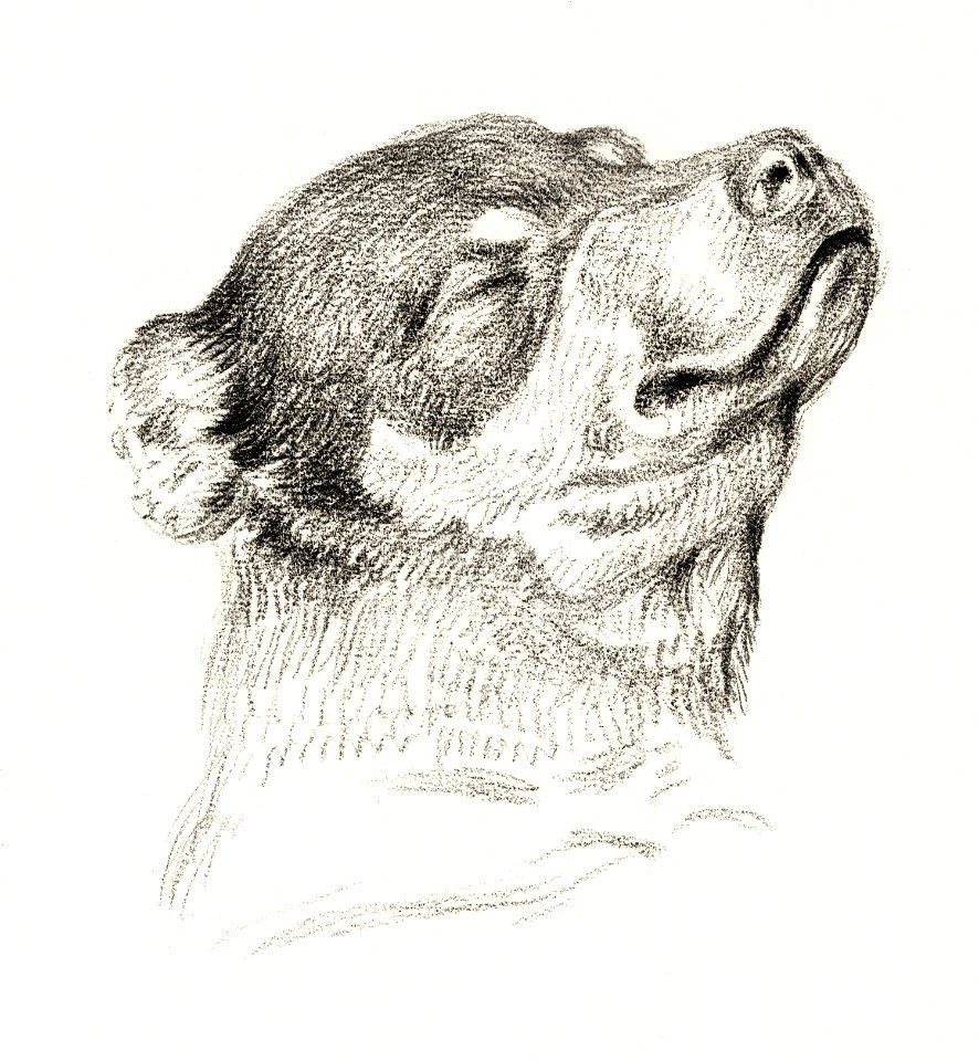 Head of a sleeping dog (1818) by Jean Bernard (1775-1883).