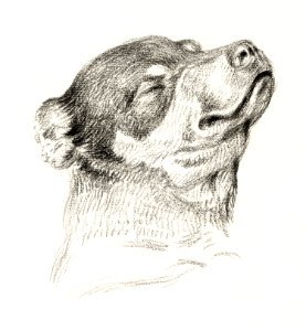 Head of a sleeping dog (1818) by Jean Bernard (1775-1883).. Free illustration for personal and commercial use.