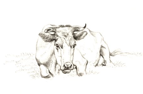 Lying cow (1816) by Jean Bernard (1775-1883).. Free illustration for personal and commercial use.