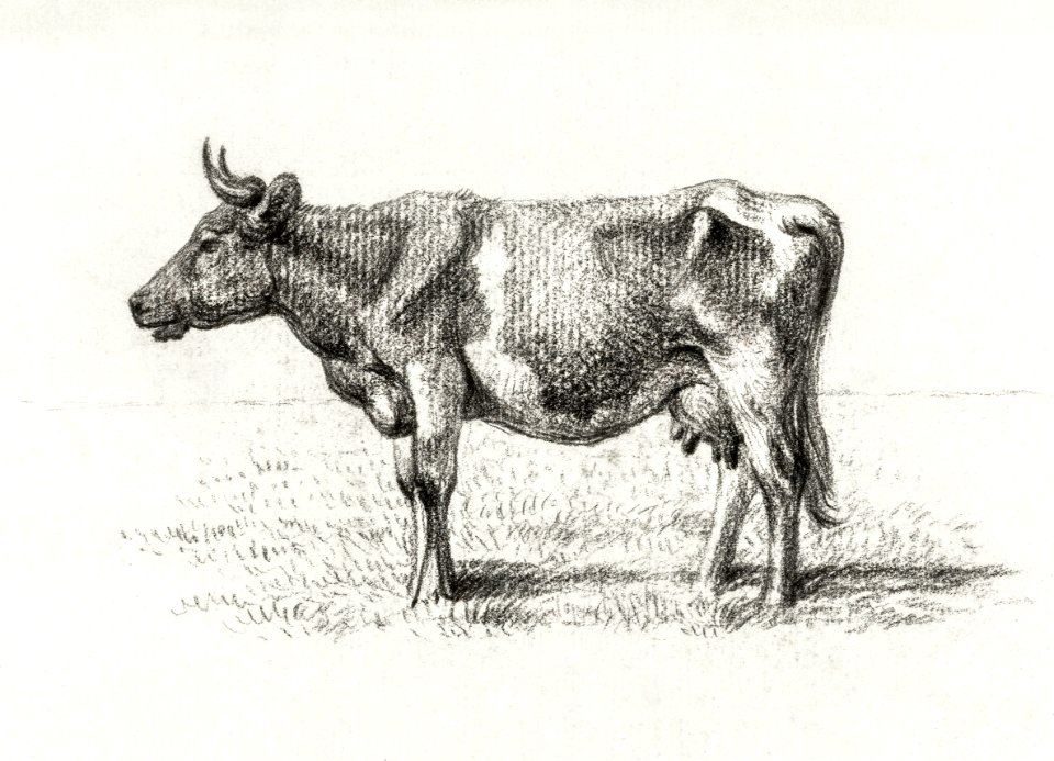 Standing cow by Jean Bernard (1775-1883).. Free illustration for personal and commercial use.