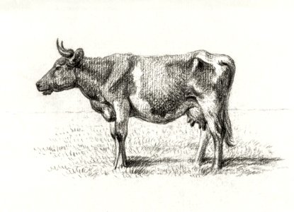 Standing cow by Jean Bernard (1775-1883).