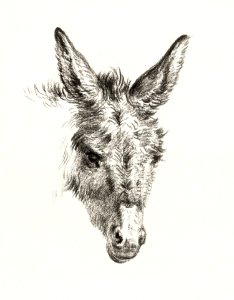 Head of a donkey (1818) by Jean Bernard (1775-1883).. Free illustration for personal and commercial use.