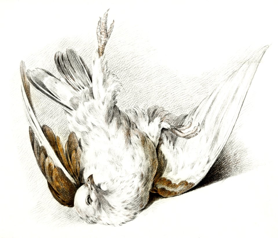 Dead pigeon by Jean Bernard (1775-1883).
