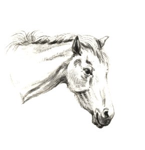 Head of a horse (1819) by Jean Bernard (1775-1883).. Free illustration for personal and commercial use.