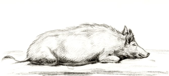 Lying pig by Jean Bernard (1775-1883).. Free illustration for personal and commercial use.