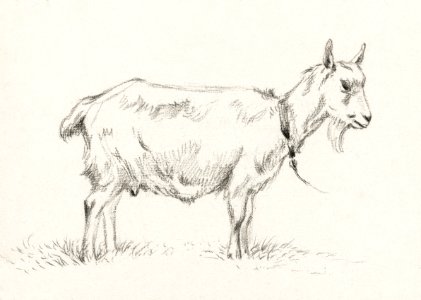 Standing goat (1809) by Jean Bernard (1775-1883).. Free illustration for personal and commercial use.
