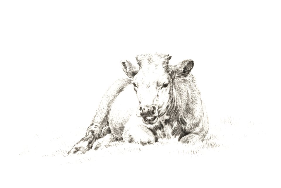 Lying cow (1821) by Jean Bernard (1775-1883).