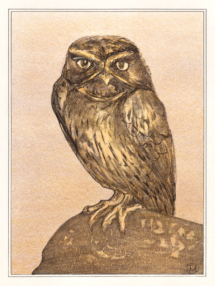 Steenuil op rots (1878–1908) print in high resolution by Theo van Hoytema.