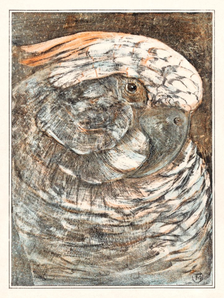 Kop van een papegaai (1878–1908) print in high resolution by Theo van Hoytema.