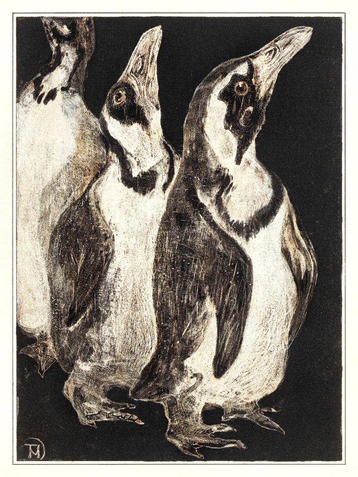 Drie pinguïns (1878–1906) print in high resolution by Theo van Hoytema.