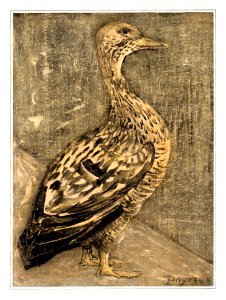 Staande eend (1878–1909) print in high resolution by Theo van Hoytema.