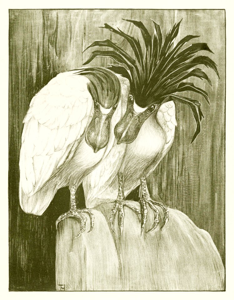 Twee schuitbekreigers (1878–1917) print in high resolution by Theo van Hoytema.
