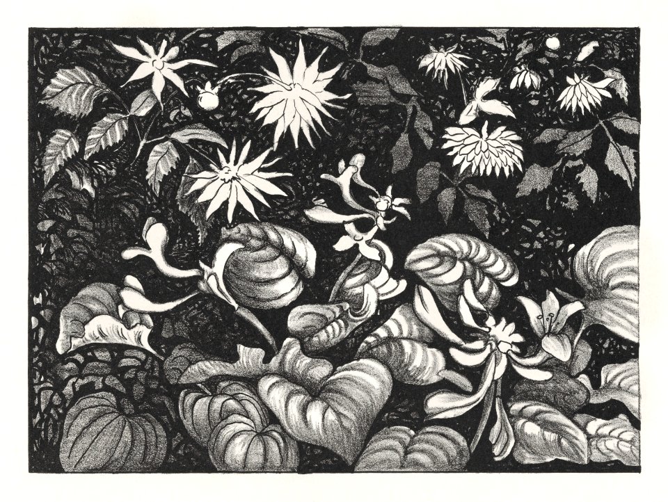 Wilde planten en bloemen (1878–1917) print in high resolution by Theo van Hoytema.
