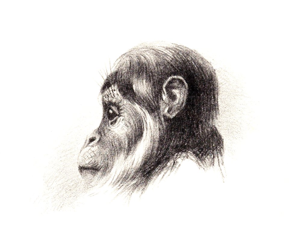 Apenkop (1878–1890) print in high resolution by Theo van Hoytema.