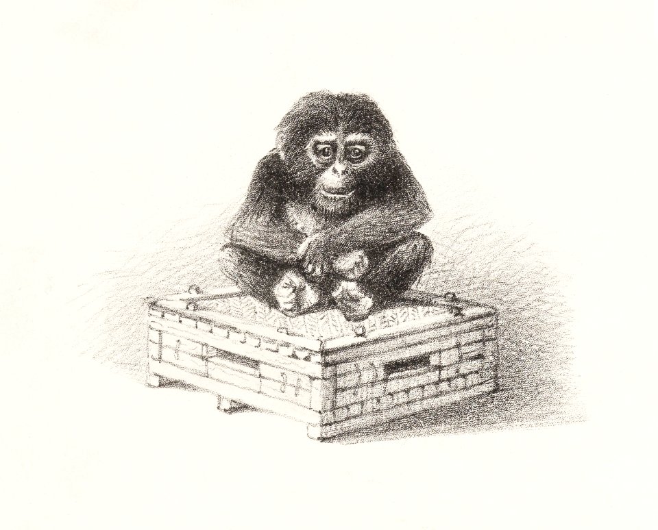 Zittende aap op kist (1878–1890) print in high resolution by Theo van Hoytema.