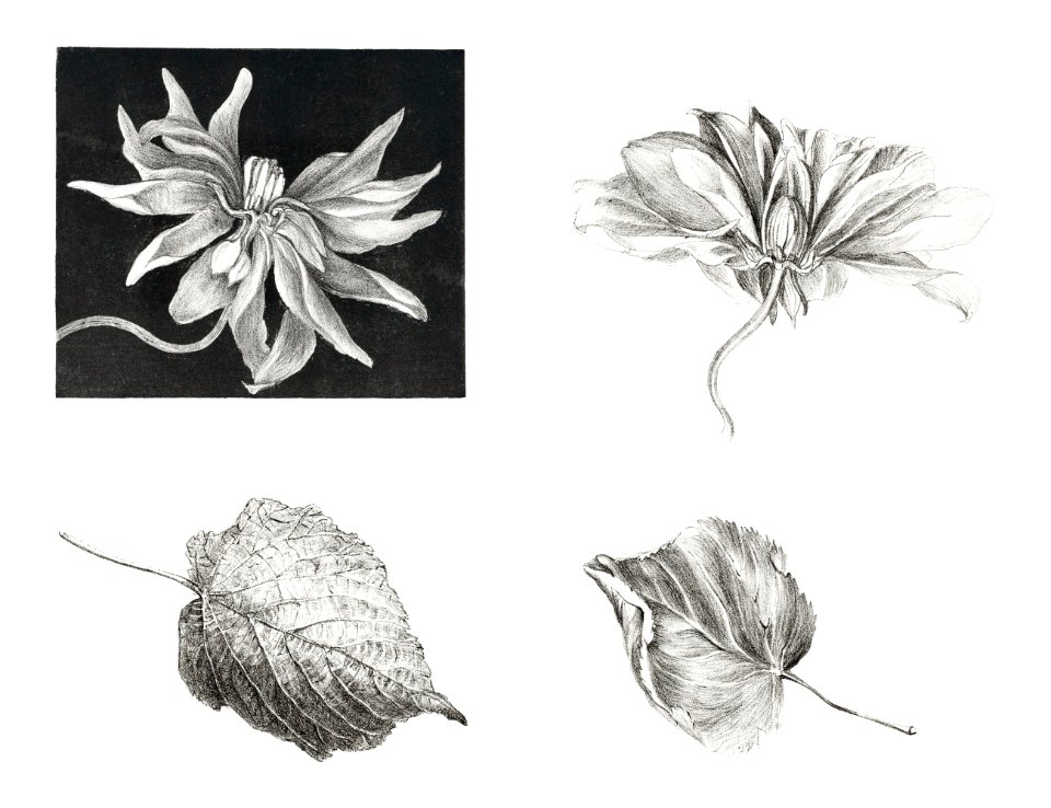 Flowers and Leaves (1878–1917) print in high resolution by Theo van Hoytema.