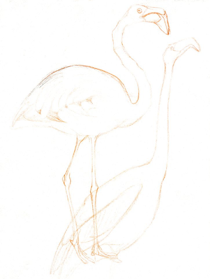 Twee studies van een flamingo (1873–1917) print in high resolution by Theo van Hoytema.