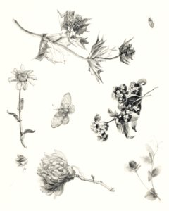 Flowers and Leaves (1878–1917) print in high resolution by Theo van Hoytema.. Free illustration for personal and commercial use.
