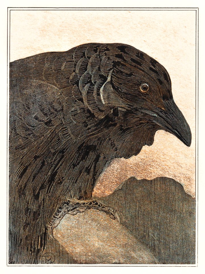 Kraai (1878–1908) print in high resolution by Theo van Hoytema.