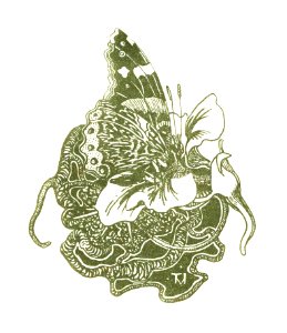 Vlinder op een Oost-Indische kersbloem (1896) print in high resolution by Theo van Hoytema.
