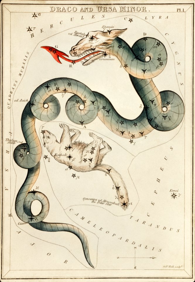 Sidney Hall’s (1831) astronomical chart illustration of the Draco and the Ursa Minor.