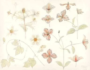 Study sheet with Sea Thistle, Hop and Clematis (1899) by Julie de Graag (1877-1924).. Free illustration for personal and commercial use.
