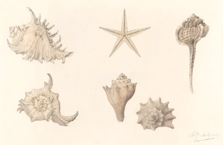 Shells by Julie de Graag (1877-1924).. Free illustration for personal and commercial use.