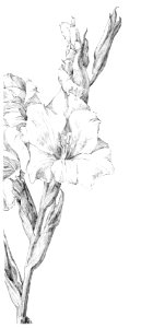 Gladiolus by Julie de Graag (1877-1924).. Free illustration for personal and commercial use.