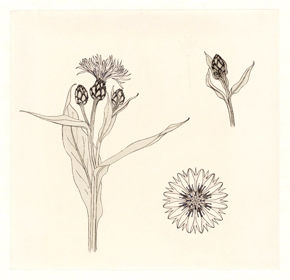 Cornflowers color sketch by Julie de Graag (1877-1924).