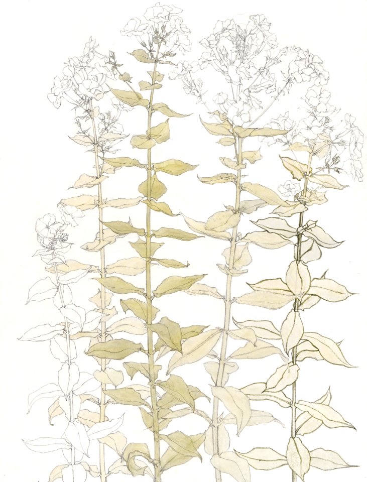 Phlox color sketch by Julie de Graag (1877-1924).