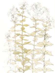 Phlox color sketch by Julie de Graag (1877-1924).