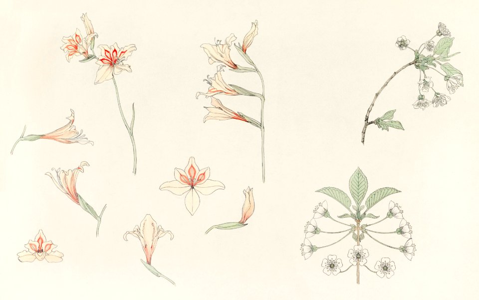 Study sheet with gladiolus and apple blossom (1899) by Julie de Graag (1877-1924).