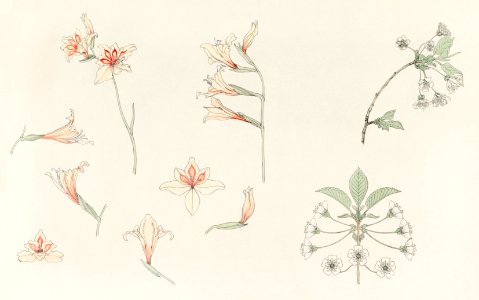 Study sheet with gladiolus and apple blossom (1899) by Julie de Graag (1877-1924).