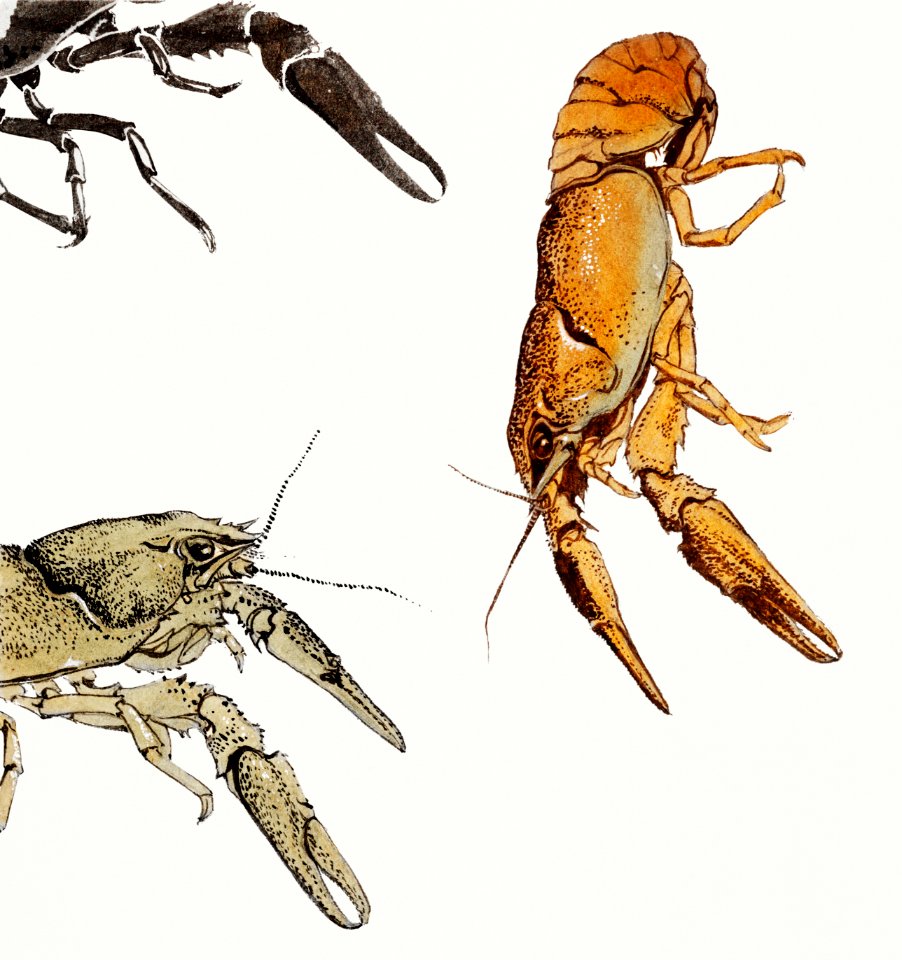Sketches of crayfish by Julie de Graag(1877-1924).