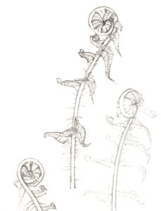 Sketches of fronds byJulie de Graag (1877-1924).